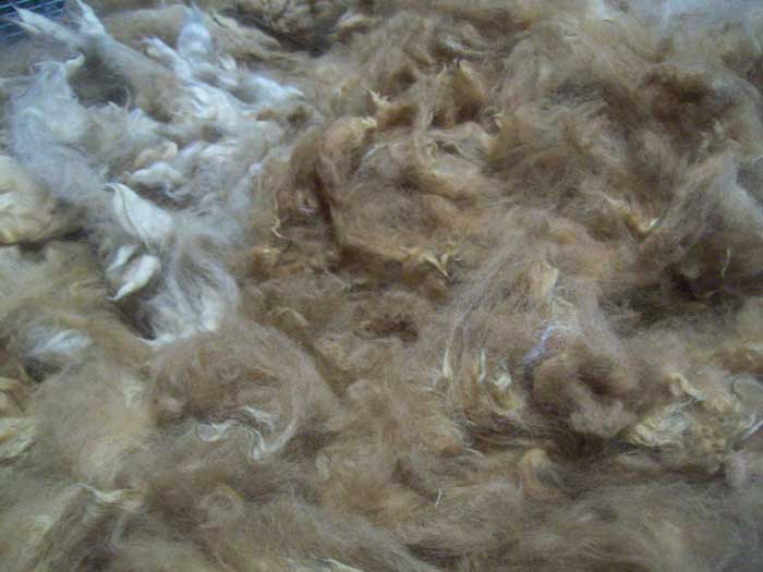 Raw Alpaca Fiber & Fleece for Sale