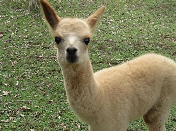 Superfine Alpacas For Sale