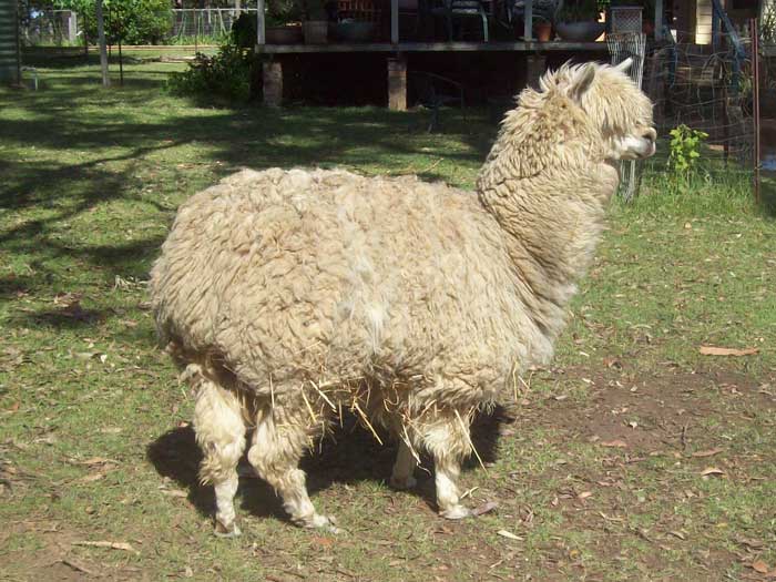 Rescued Paca