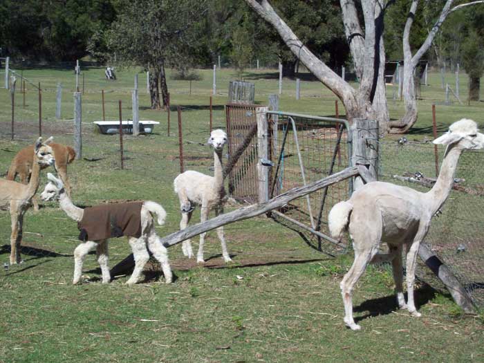 2016 Shearing